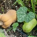K�rbis 'Butternut Waltham', Cucurbita moschata