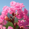 Lagerstroemia Kreppmyrte Petite Pink