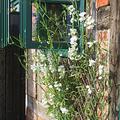 Lathyrus latifolius 'Weisse Perle'
