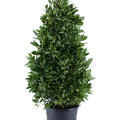 Laurus nobilis, Pyramide, im 30cm Topf, H�he 140cm, Breite 55cm