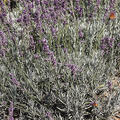 Lavandula, Grappenhall, Staude, P�ppel