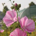Lavatera x olbia-Hybr. 'Rosea'