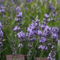 Lavendel Munstead