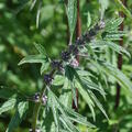 Leonurus cardiaca, Staude, P�ppel