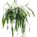 Lepismium houlletianum, Ampel, im 25cm Topf, H�he 50cm, Breite 40cm