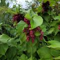 Sch�ne Leycesterie 'Purple Rain', Leycesteria formosa 'Purple Rain'