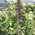Ligularia przewalskii