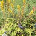 Ligularia przewalskii, Kerzen-Greiskraut, bl�hende Pflanze