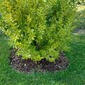 Ligustrum ovalifolium 'Aureum', Ligustrum ovalifolium 'Aureum'