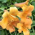 Lilie 'African Queen' (5er Set), Lilium 'African Queen'