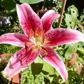 Lilium 'Stargazer', Bl�te