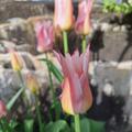 Lilienbl�tige Tulpe 'Ballade Lady', Tulipa 'Ballade Lady'
