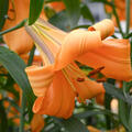 Lilium African Queen, Lilie, Gartenlilie, orange