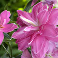 Lilium 'Lotus Wonder'