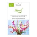Marokkanisches Leinkraut, Lollipop (einj�hrig)