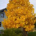 Liriodendron tulipifera - Hochstamm, Liriodendron tulipifera