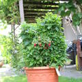 Lowberry� Alltimer� Baby Dwarf