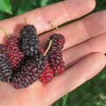 Maulbeere Illinois Everbearing Beeren in Hand, quer