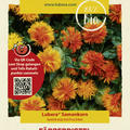 F�rberdistel