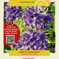 Kn�uel-Glockenblume