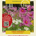 Schmuckk�rbchen (Cosmea) Mischung