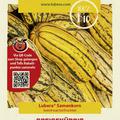 Speisek�rbis 'Bush Delicata'