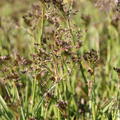 Luzula sylvatica