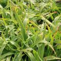 Luzula sylvativa 'Tauernpass'