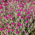 Lychnis coronaria, Lychnis coronaria