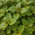 Mentha x piperita Black Mitcham, 1,3L-Topf Eigenproduktion