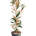Magnolia grandiflora 'Alta', Busch, im 27cm Topf, H�he 130cm, Breite 50cm