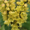 Mahonia media Winter Sun gelbe Bl�ten im Januar