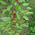 Maulbeere 'Mojo Berry' - Zwerg-Maulbeere, Morus rotundiloba