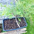 Mehrbeere� Pinkbeere�: Blaue UND pinke Heidelbeere in einem Topf, Vaccinium corymbosum