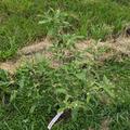 Mehrbeere� Pointilla� Amoroso� & Sweet'n'Sour�, Elaeagnus