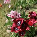 Mehrbl�tige Tulpe 'Fiery Club', Tulipa 'Fiery Club'