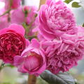 Starlet� Rose 'Melina'�