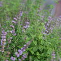 Mentha suaveolens