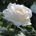 Edelrose 'Metro'�