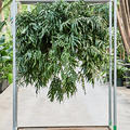 Microsorum diversifolium XXXL, Ampel, im 35cm Topf, H�he 110cm, Breite 120cm
