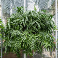 Microsorum diversifolium xxl, Ampel, im 35cm Topf, H�he 90cm, Breite 100cm