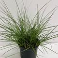 Chinaschilf 'Krater'