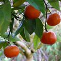 Fr�chte am Baum