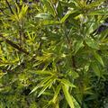 M�nchspfeffer 'Delta Blues'�, Vitex agnus-castus 'Delta Blues'�