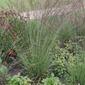 Molinia caerulea 'Edith Dudszus'