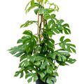 Monstera deliciosa 'Little Sister', Pyramide, im 19cm Topf, H�he 90cm, Breite 40cm