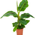 Musa 'Dwarf Cavendish', Stam, im 21cm Topf, H�he 65cm, Breite 75cm
