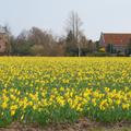 Narzisse 'Carlton' (100 St�ck)