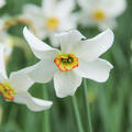Weisse Narzisse (Dichternarzisse), Narcissus poeticus