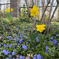 Narzisse 'Arctic Gold', Narcissus 'Arctic Gold'